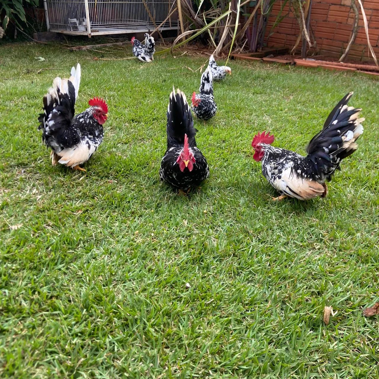 Vendo ou troco nagazak raça pura perna curta - Foto 2