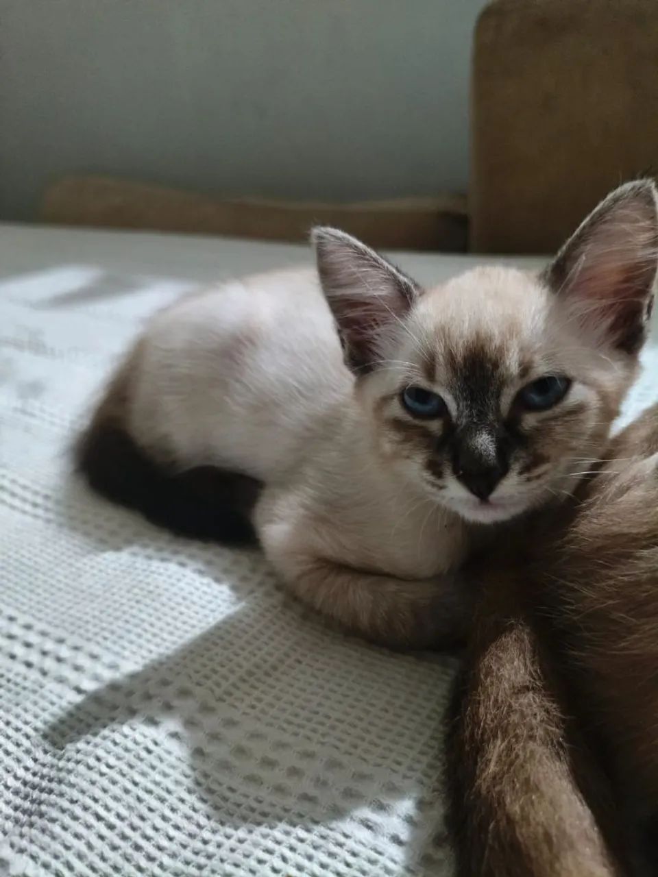 Adoção de gatos. - Foto 3