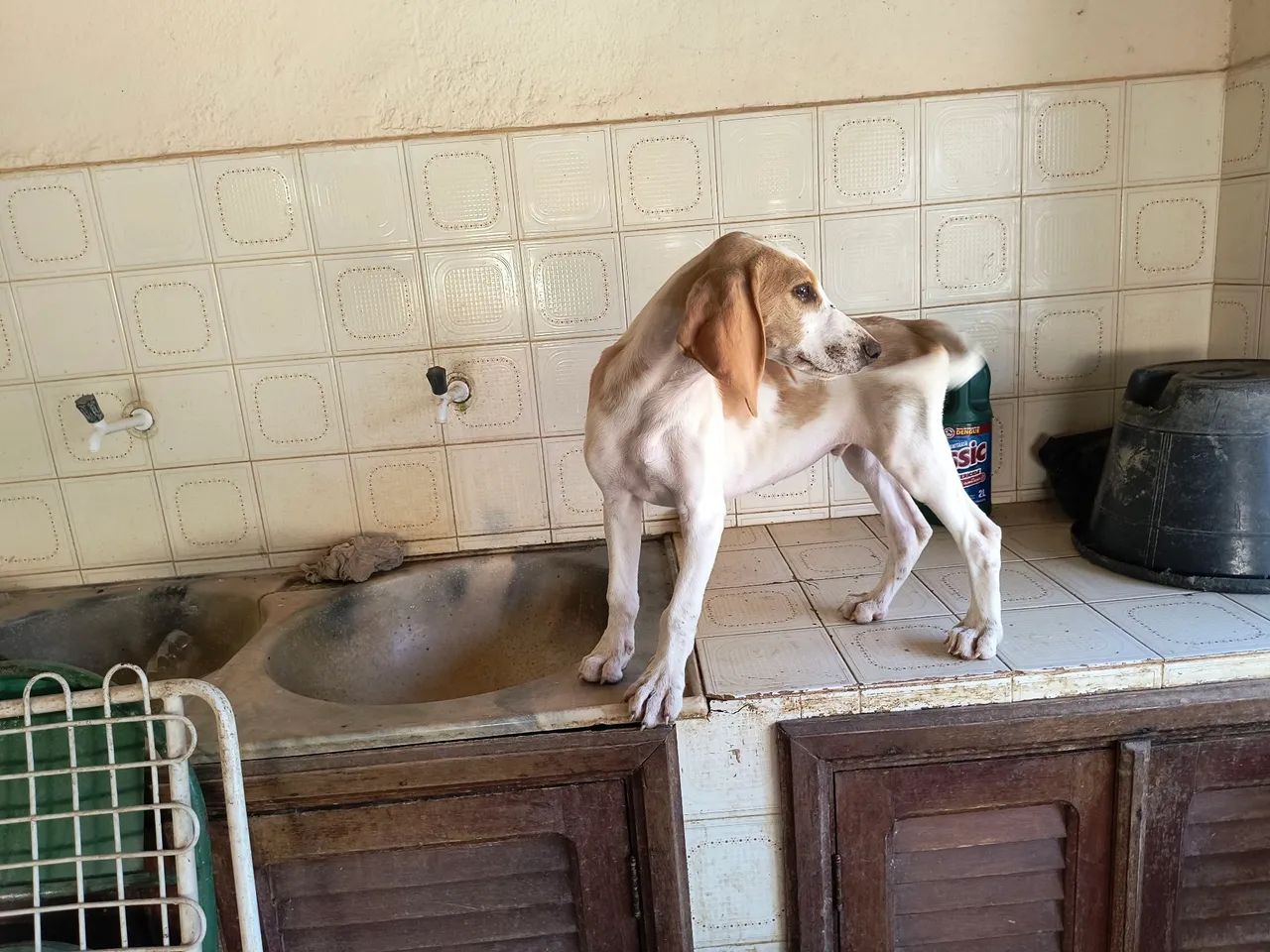 Fox Hound Americano  - Foto 3
