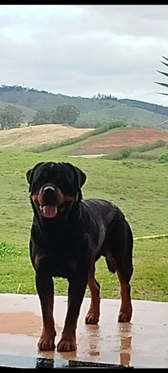 ROTTWEILER FILHOTE  - Foto 4