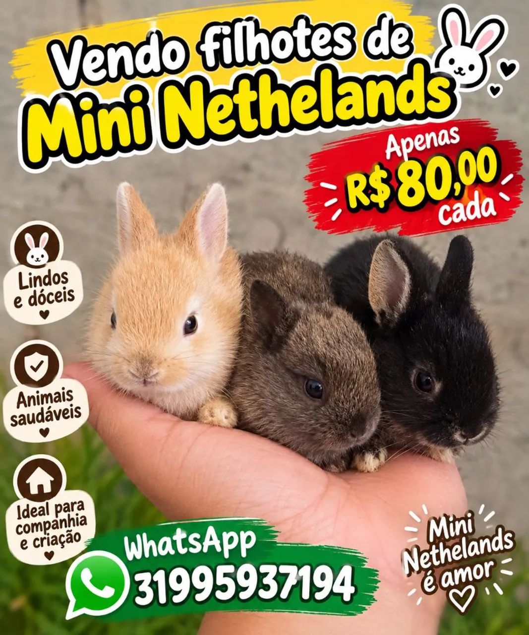 Mini coelho nethelands 