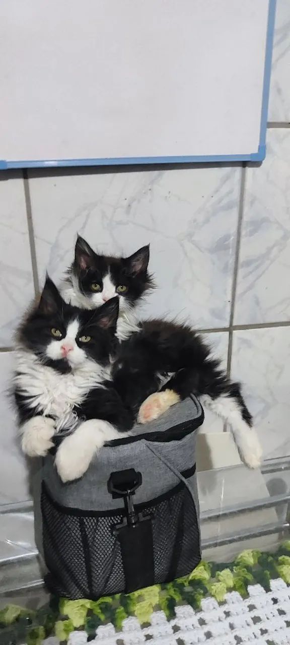 Filhotes de gato Maine con  - Foto 3