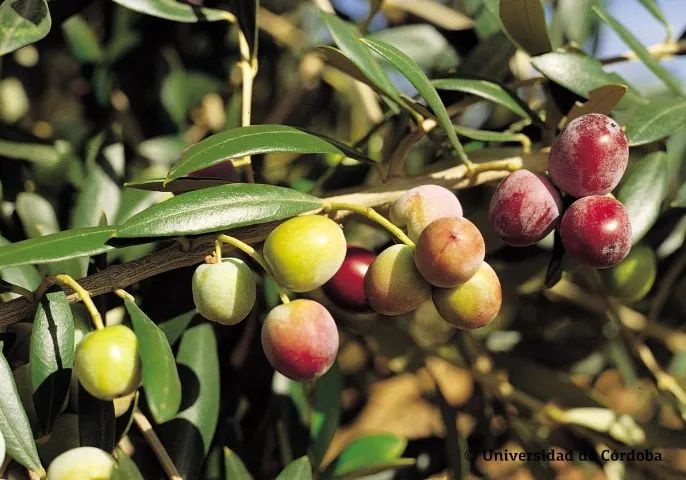 Oliveira Arbequina (vendo mudas)