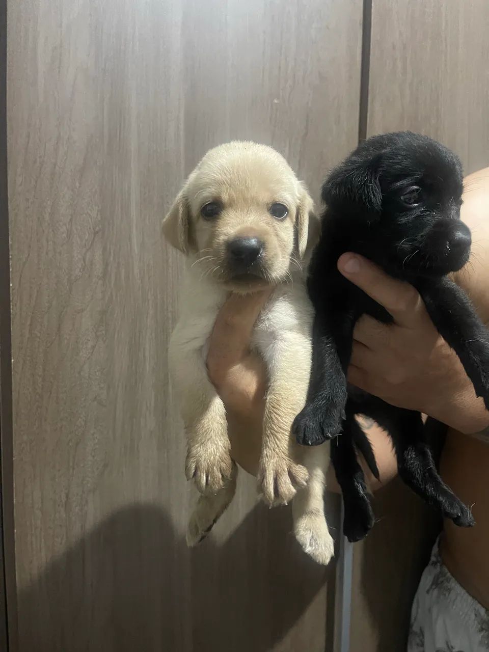 Filhote de labrador - Foto 4