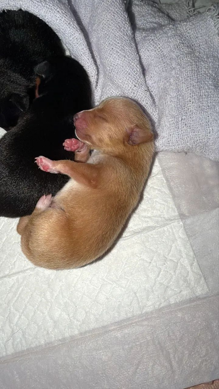 PINSCHER MINI  - Foto 4