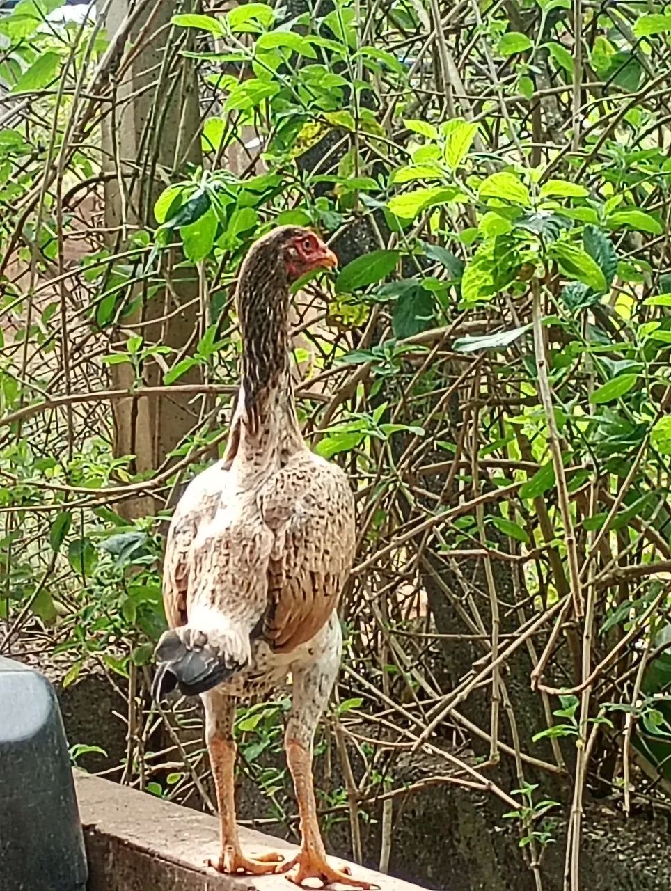 Frango e franga indo costeiro  - Foto 2