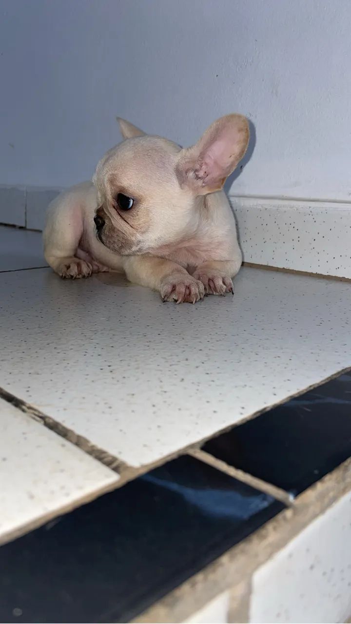Bulldog francês 