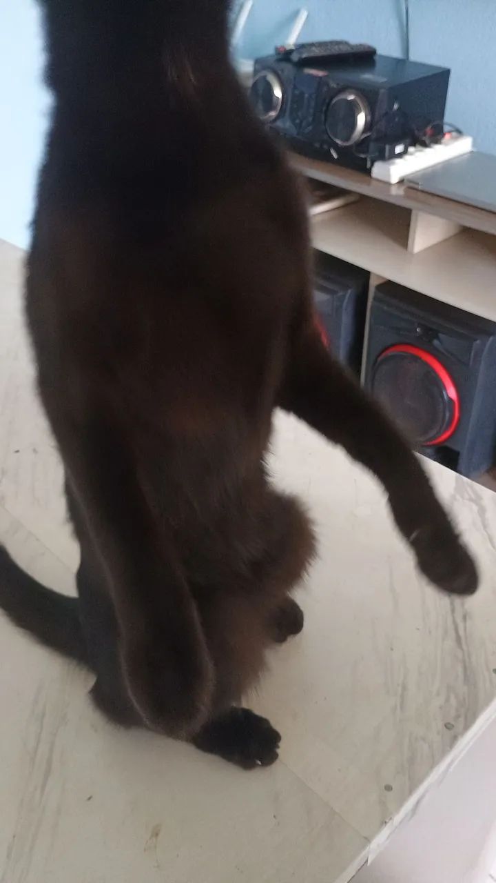 Gato para doação  - Foto 5