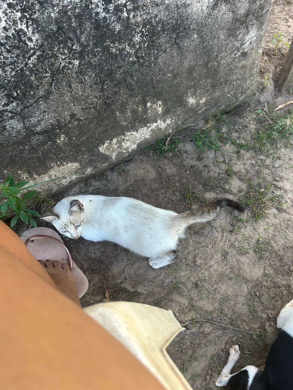 Gata perdida  recompensa  - Foto 4