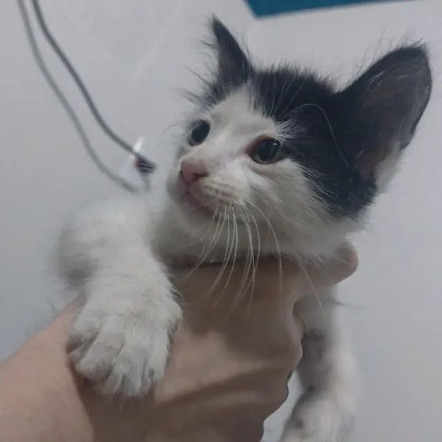 Gata Fêmea para adoção - Foto 2