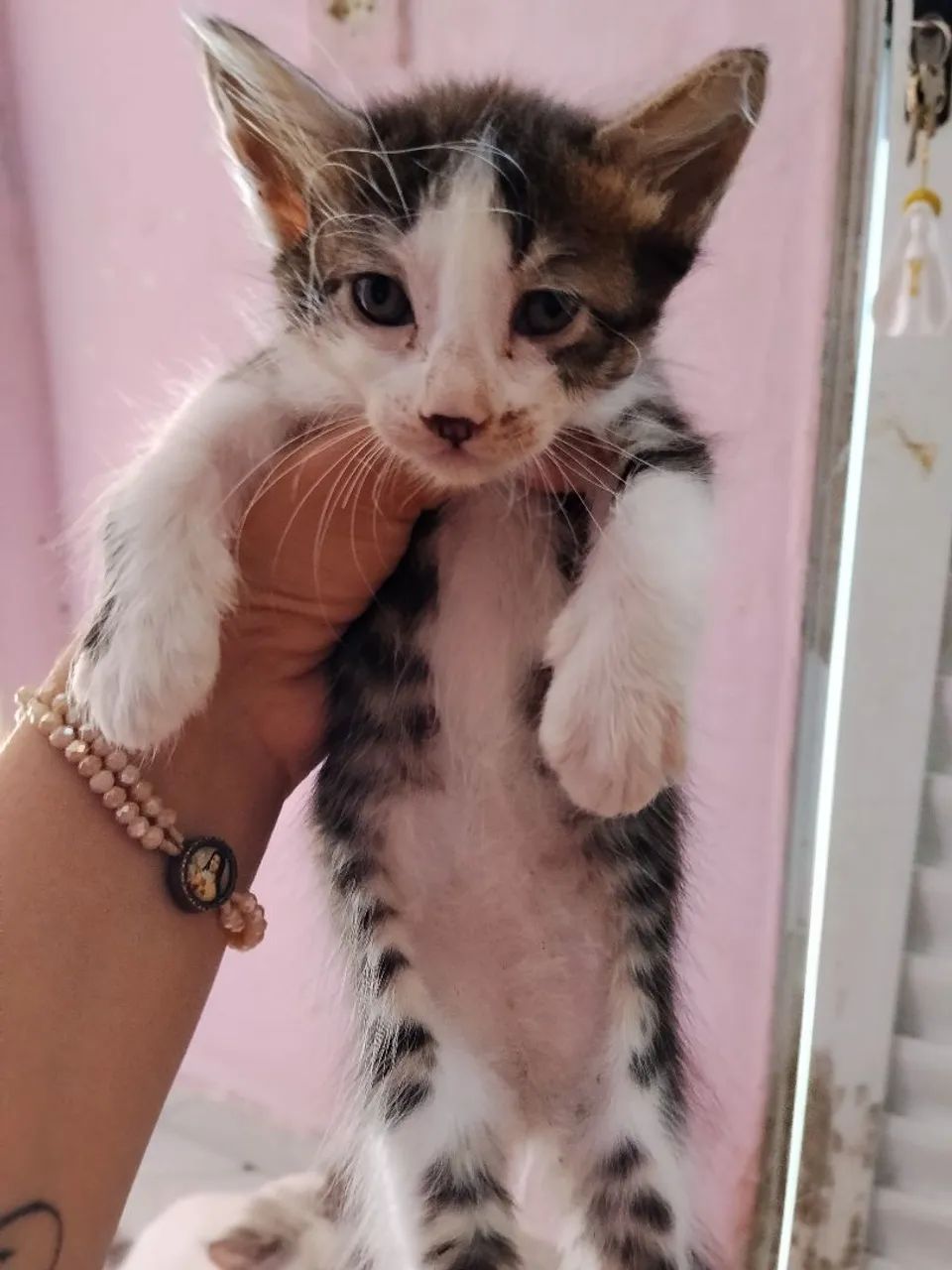 Adoção gatos  - Foto 2
