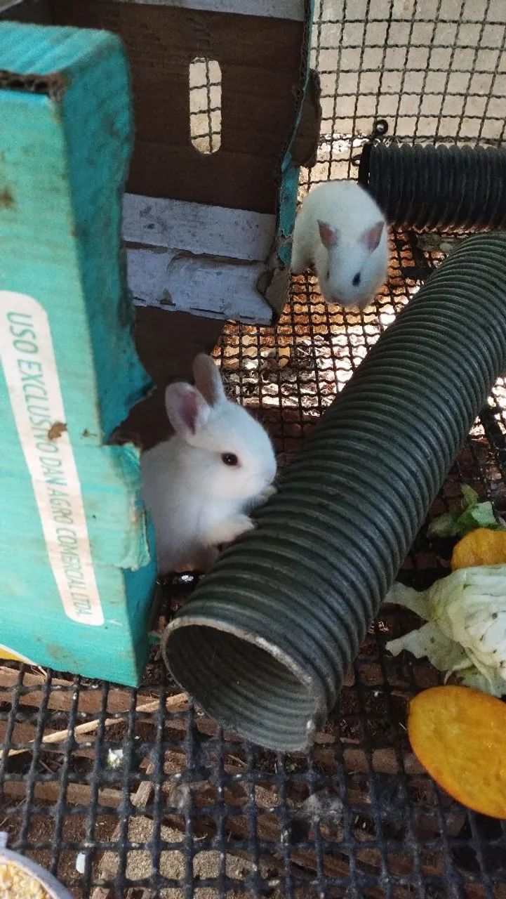 Coelho mini filhotes 