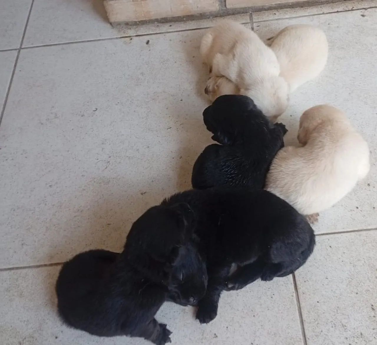 Labrador fêmeas e machos - Foto 3
