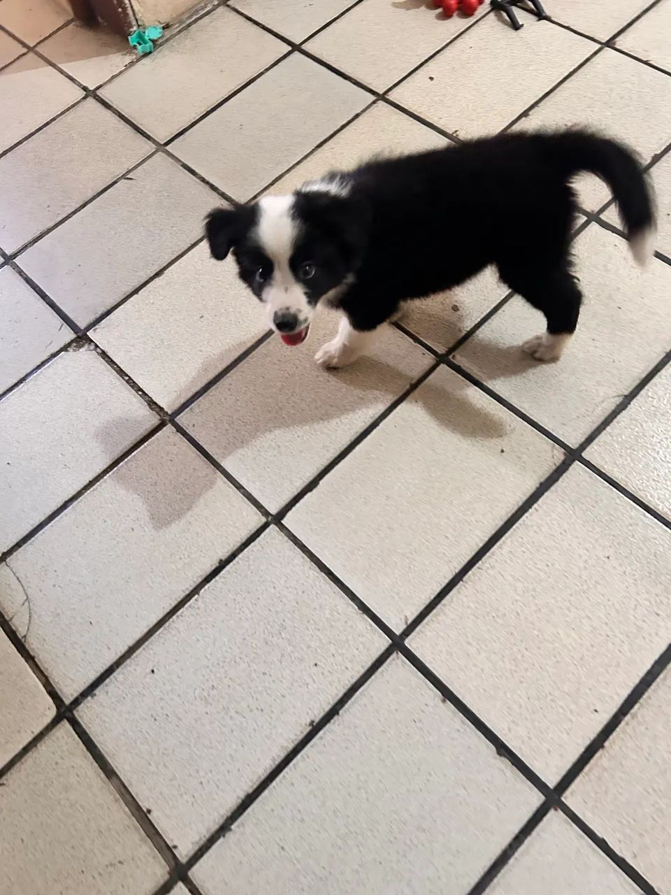 Border Collie (VENDA) - Foto 5