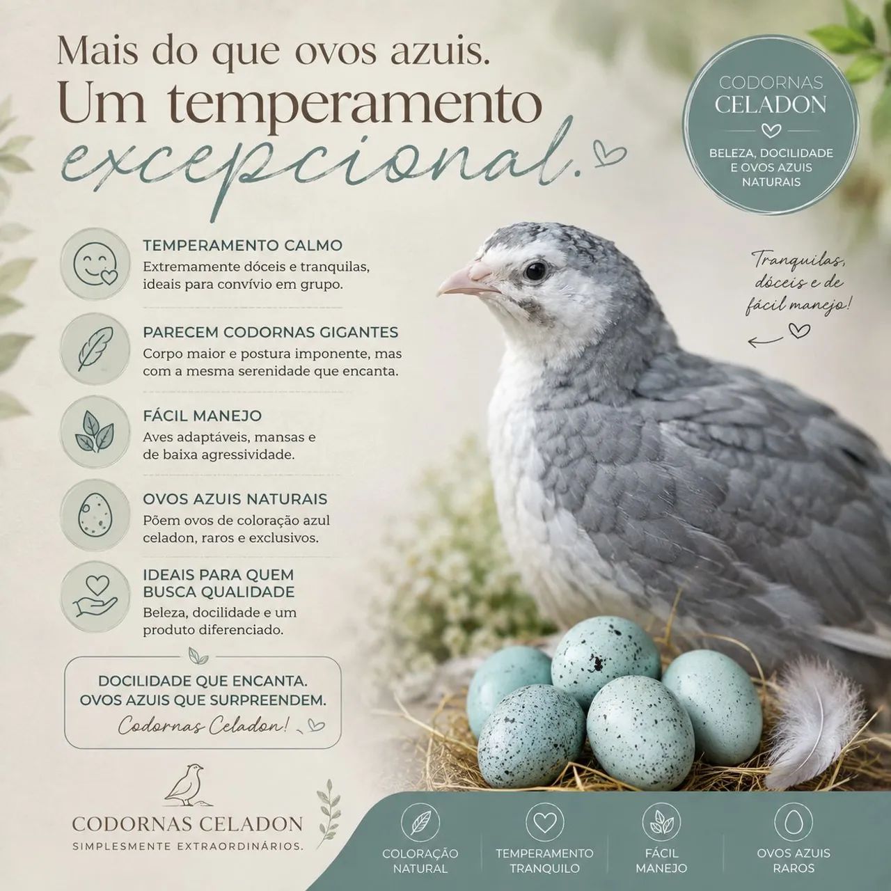 Ovos celadon