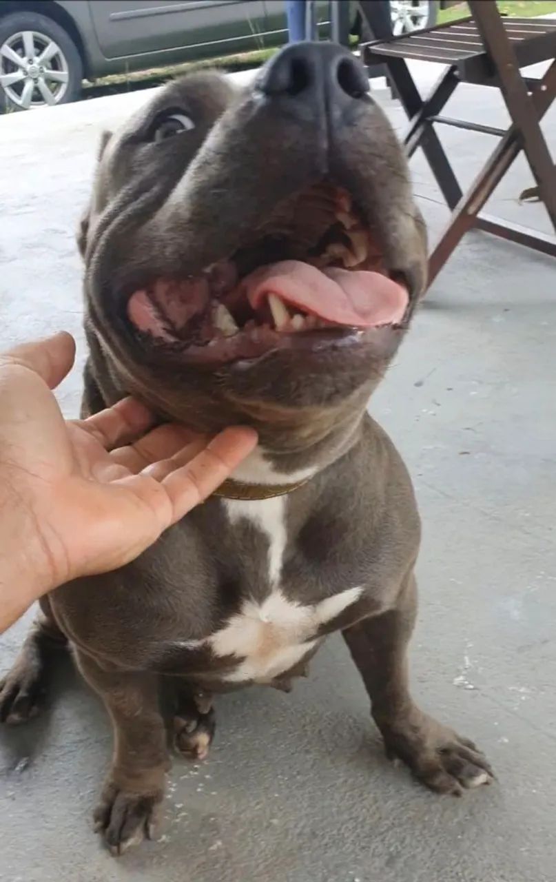 Doação com Responsabilidade  - Foto 2