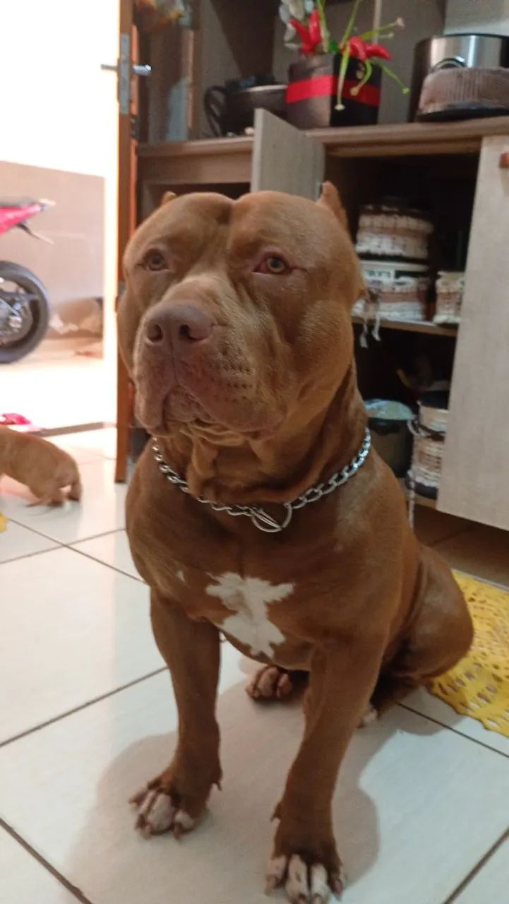 disponíveis filhotes pitibull  - Foto 4