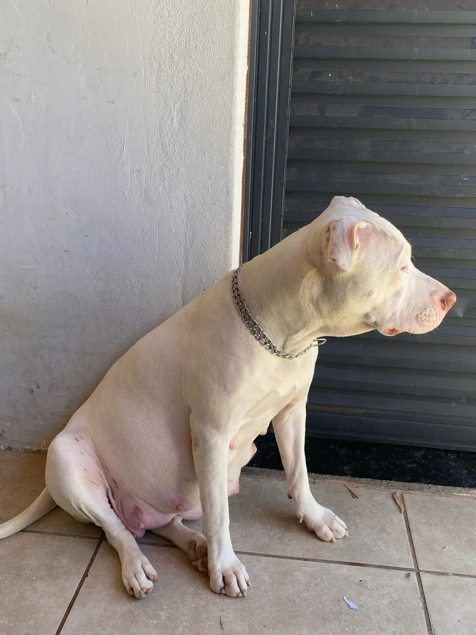 Filhotes Pitbull  - Foto 4