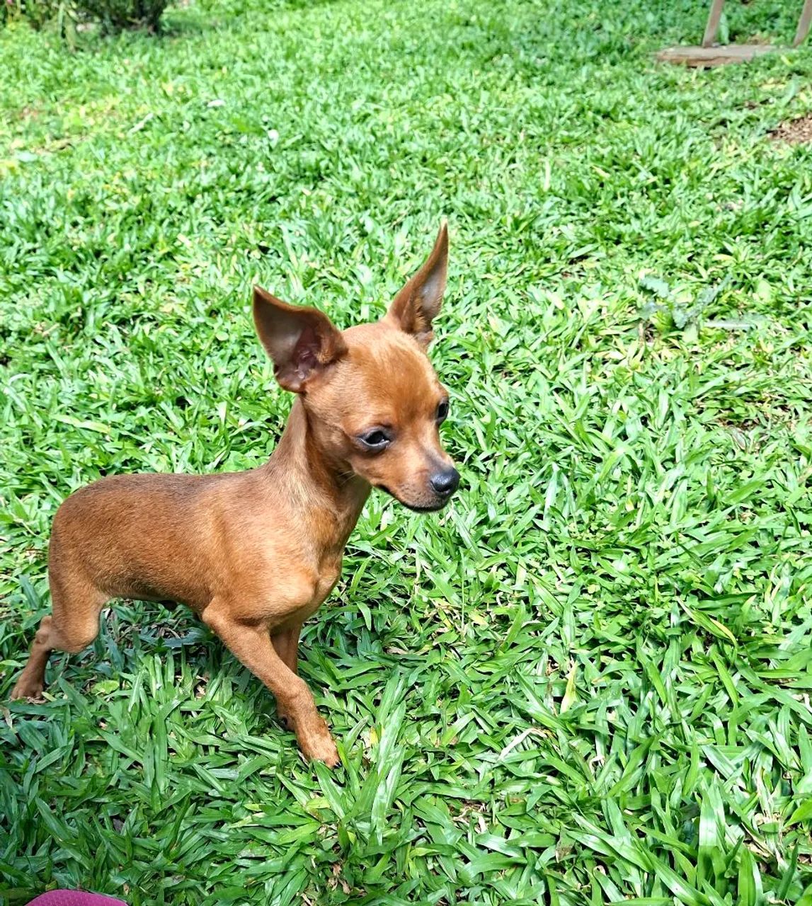 MACHO PINSCHER 7 MESES - Foto 2