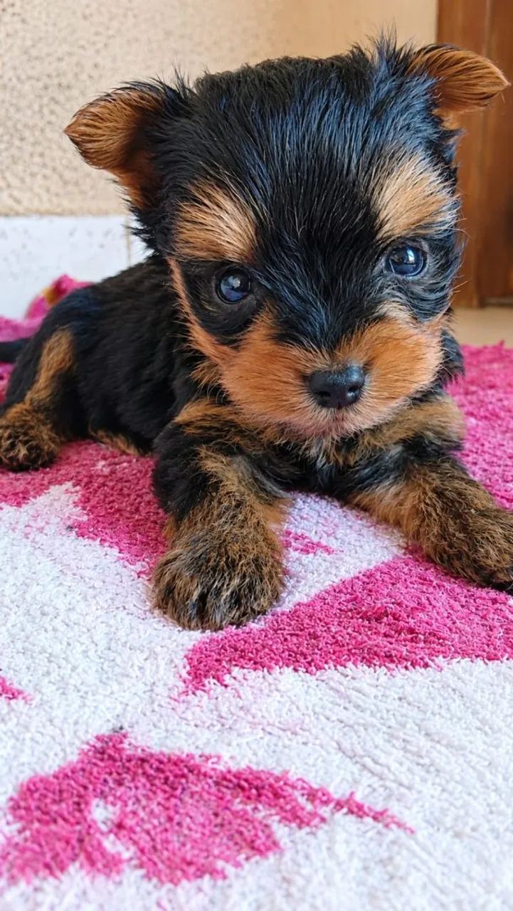 YORKSHIRE TERRIER  - Foto 4