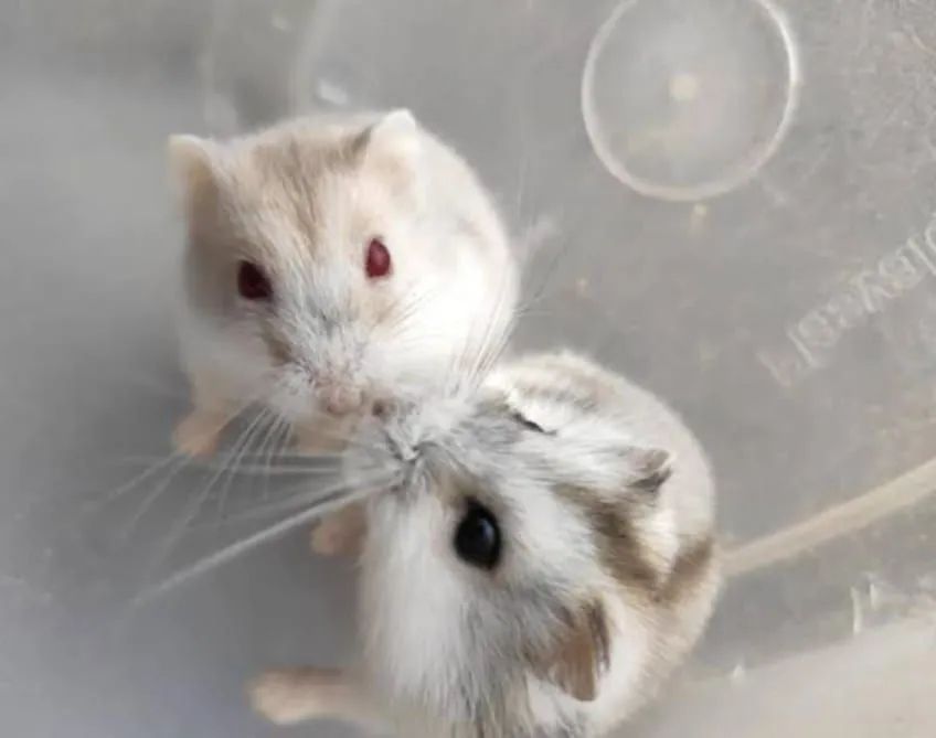Hamster 