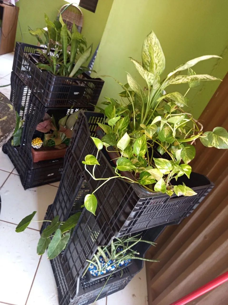 Bazar de plantas! - Foto 2