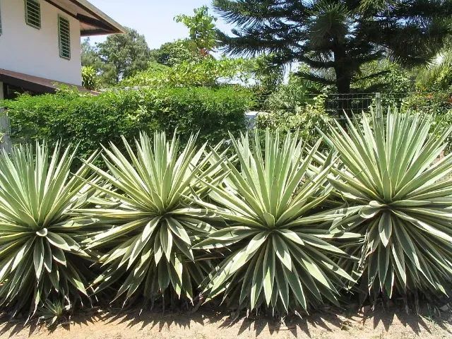 Mudas de Agave - Foto 2