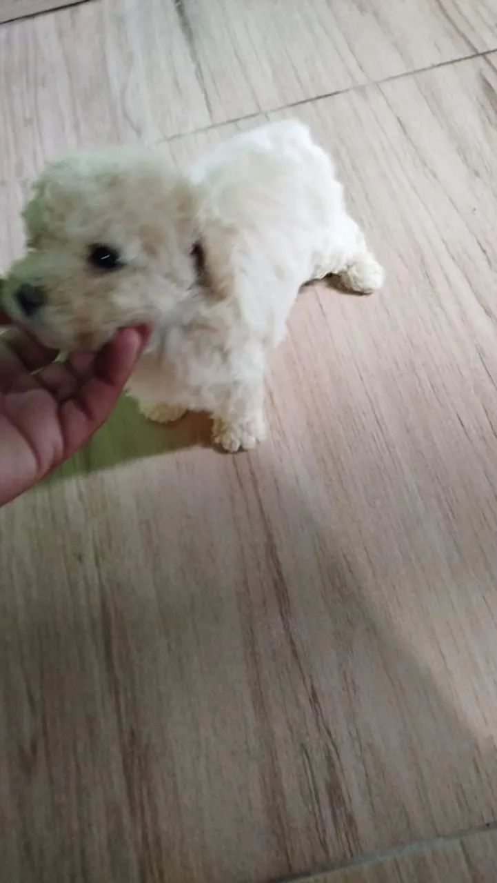 Poodle toy - Foto 4
