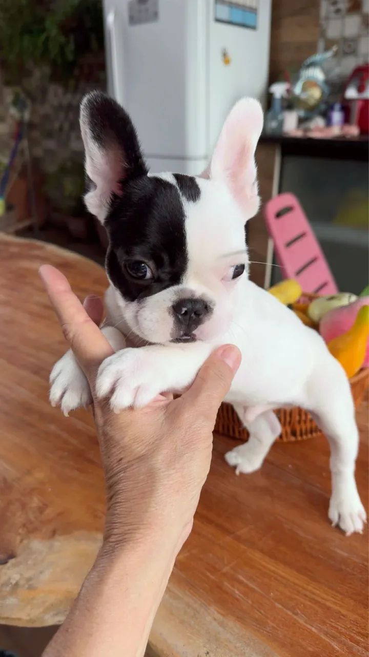 Buldogue Francês macho - Foto 3
