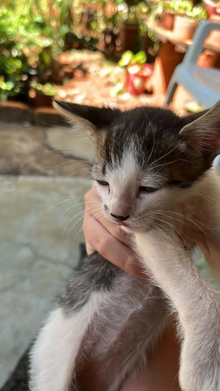 Gato macho - Foto 3