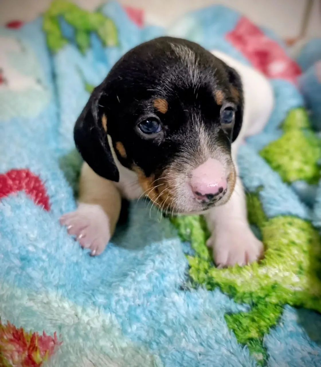 Bebês Dachshund  - Foto 4