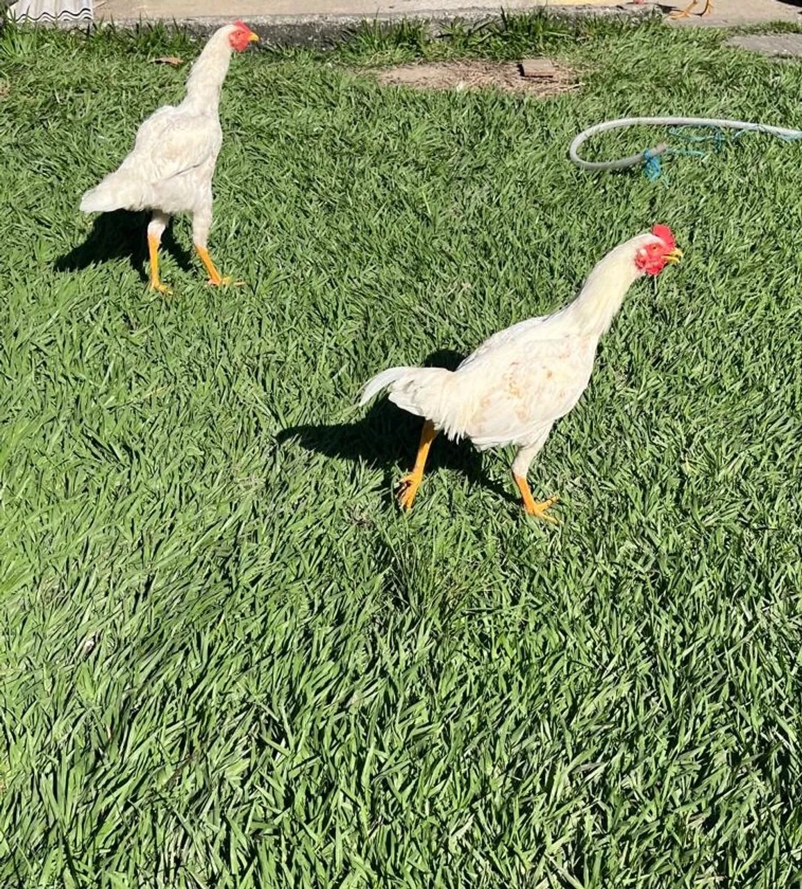 Frango novo - Foto 3