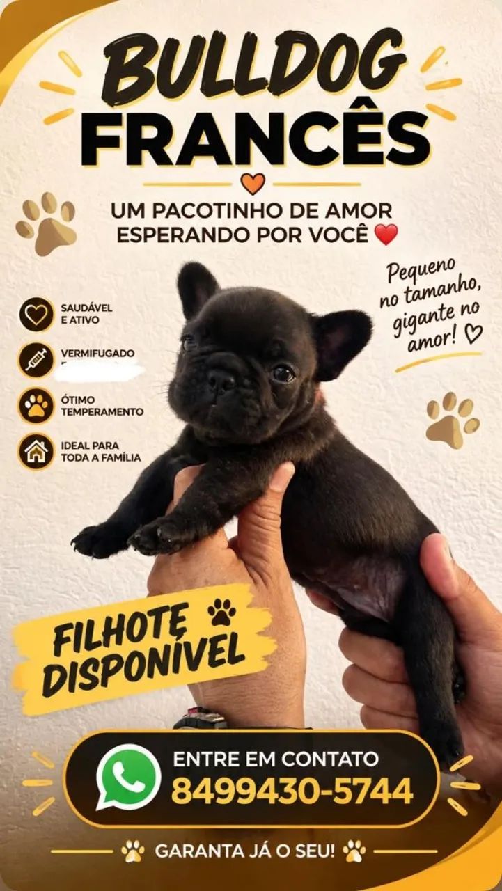 Buldogue Francês  - Foto 3