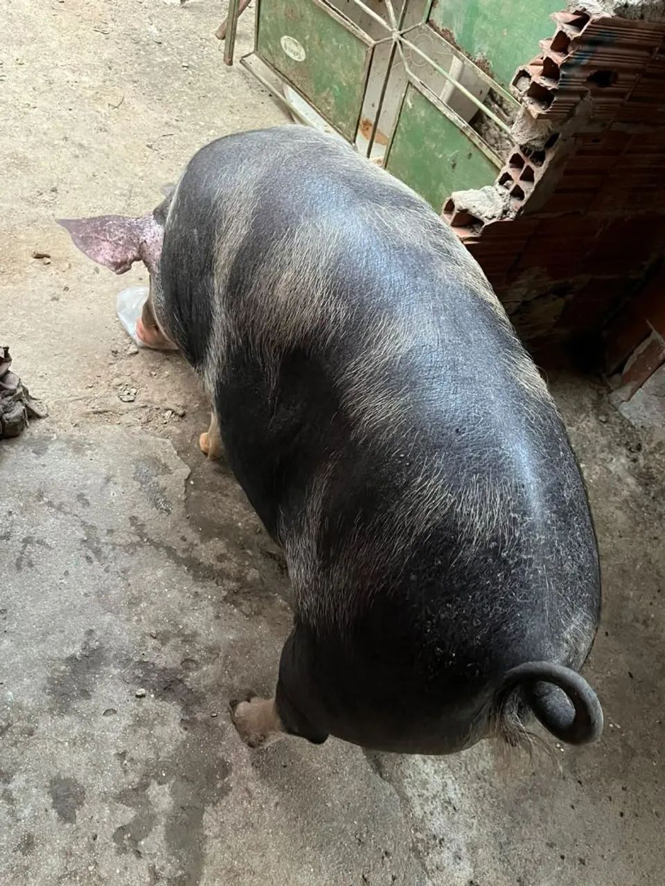 Porca 