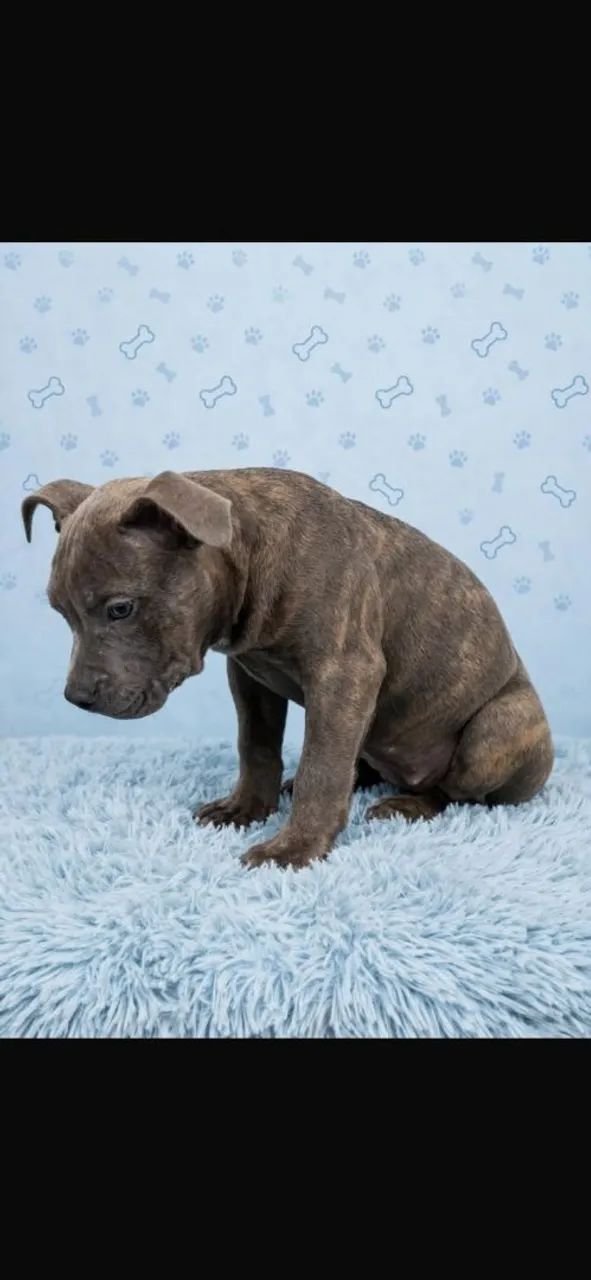 American bully - Foto 3