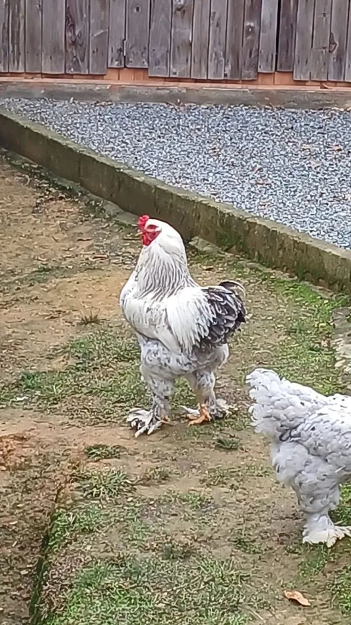 Pintinhos diversas raças  - Foto 4