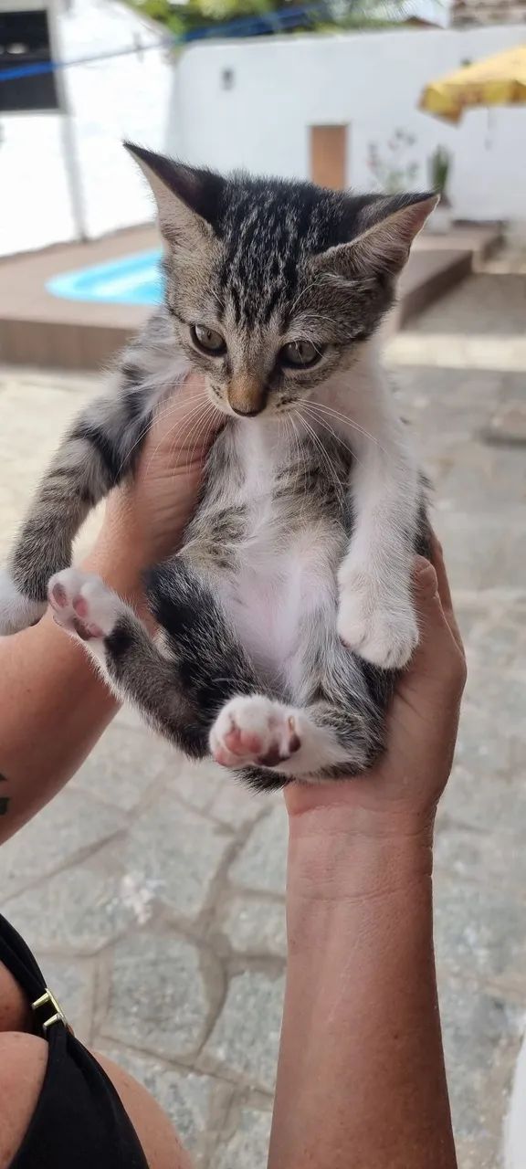 Doação de Gatinhos Misto Siamês - Foto 3