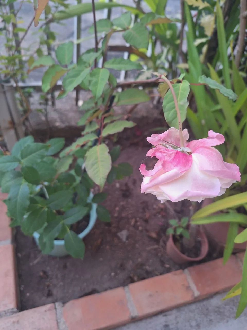 Muda de Rosa 