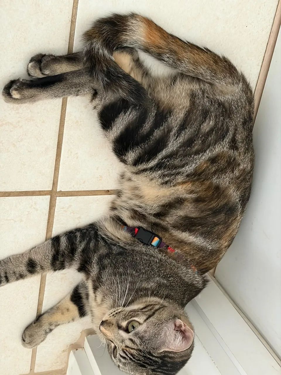 Gata adoção  - Foto 4