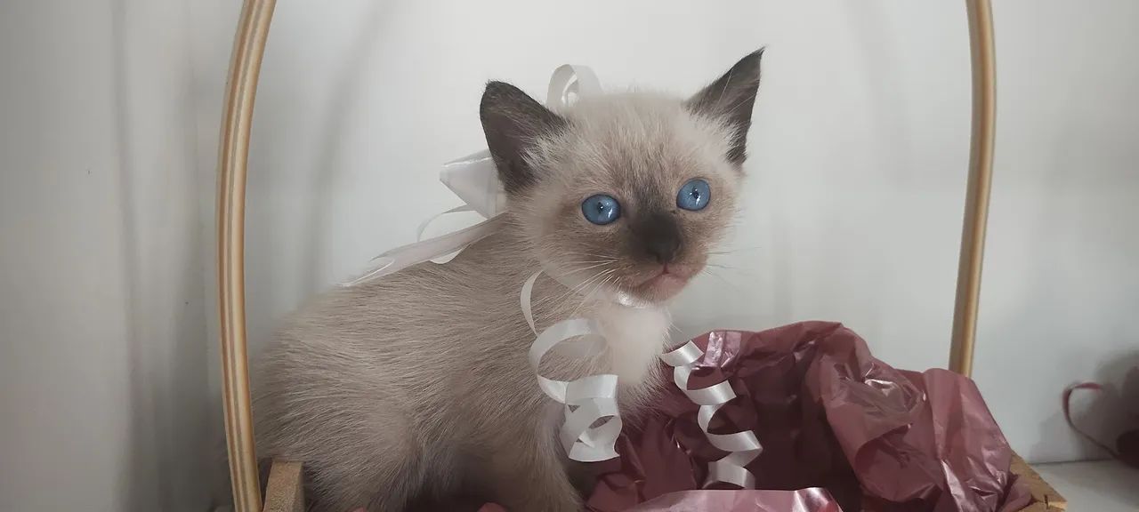 Filhote de gato, siamês, machinho - Foto 5