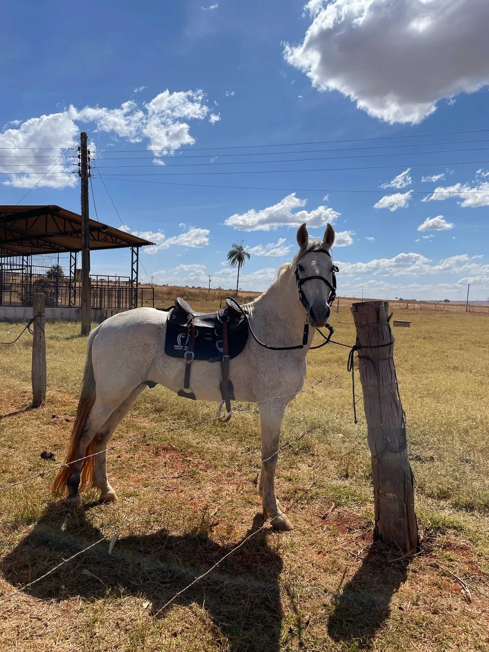 Cavalo mangalarga marchador - Foto 6