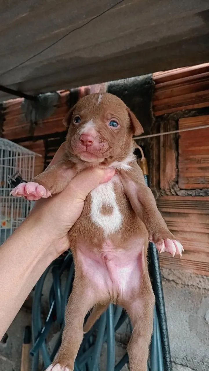 Pit bull