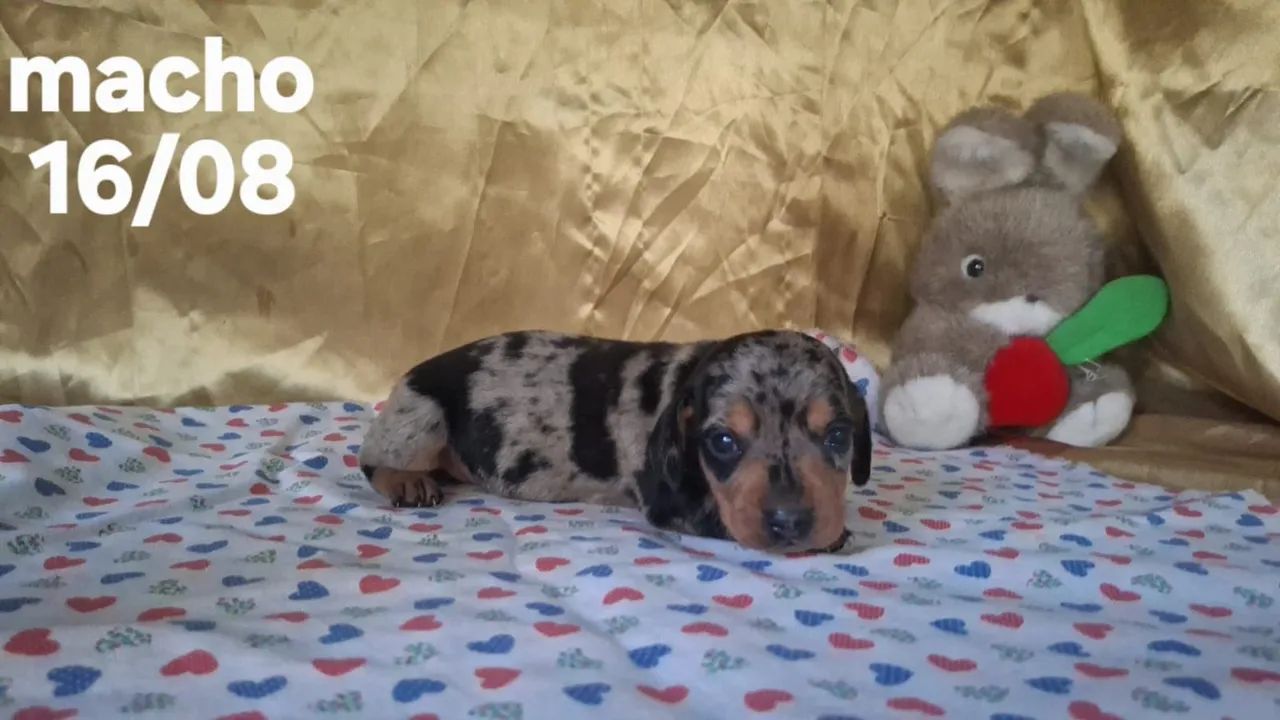 Basset  - Foto 3