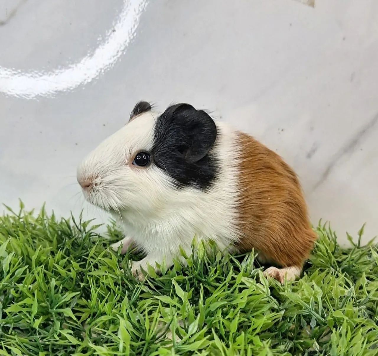 Porquinho da india - Foto 3