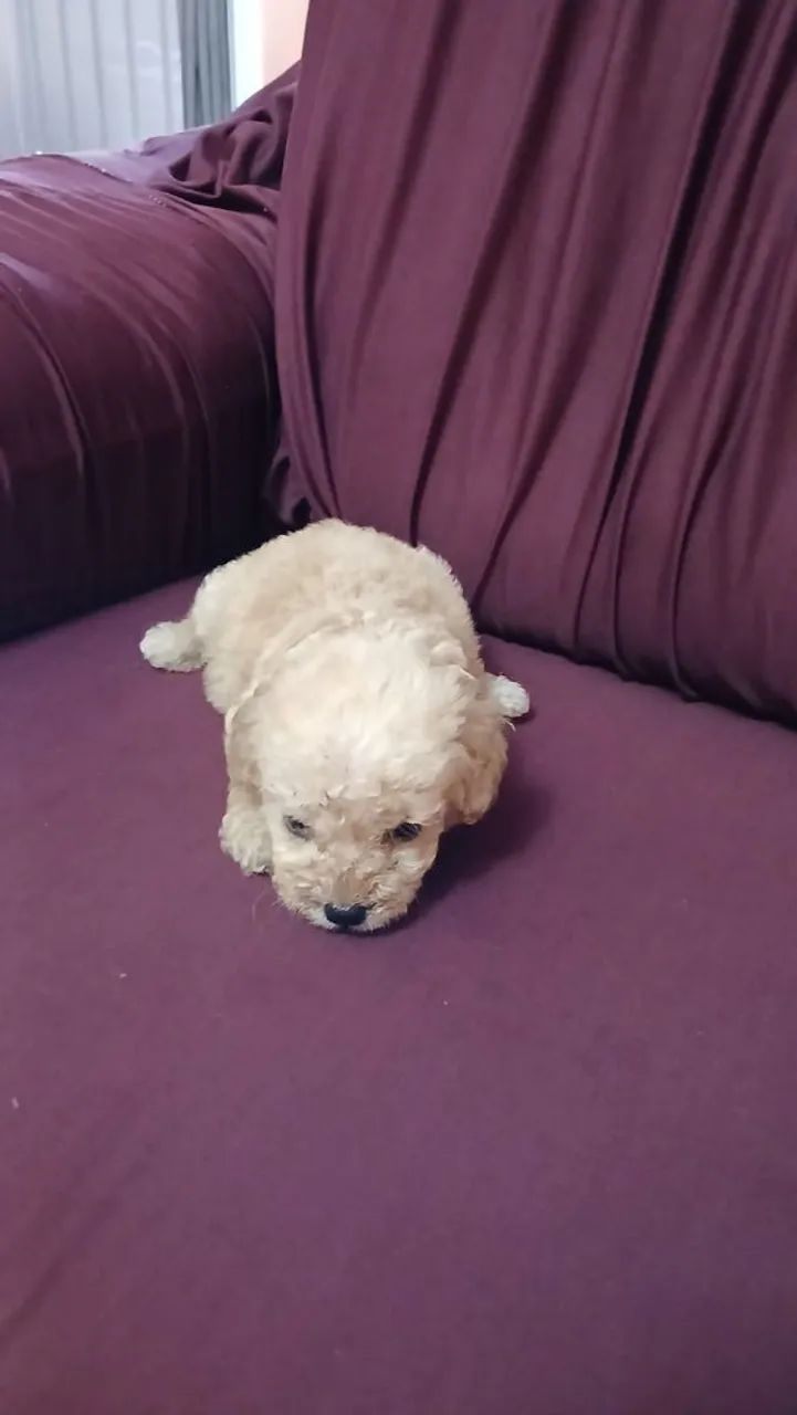 Poodle macho puro - Foto 2
