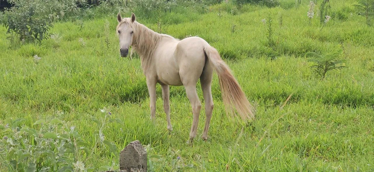 Potro inteiro Mangalarga Marchador - Foto 5