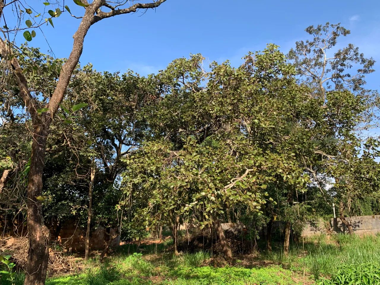 Terreno para chácara  - Foto 4
