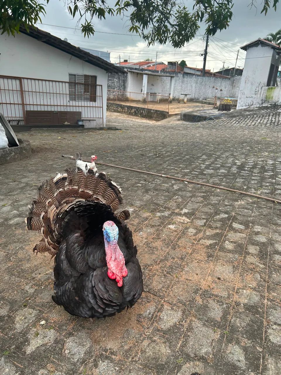 Vende-se  - Foto 3