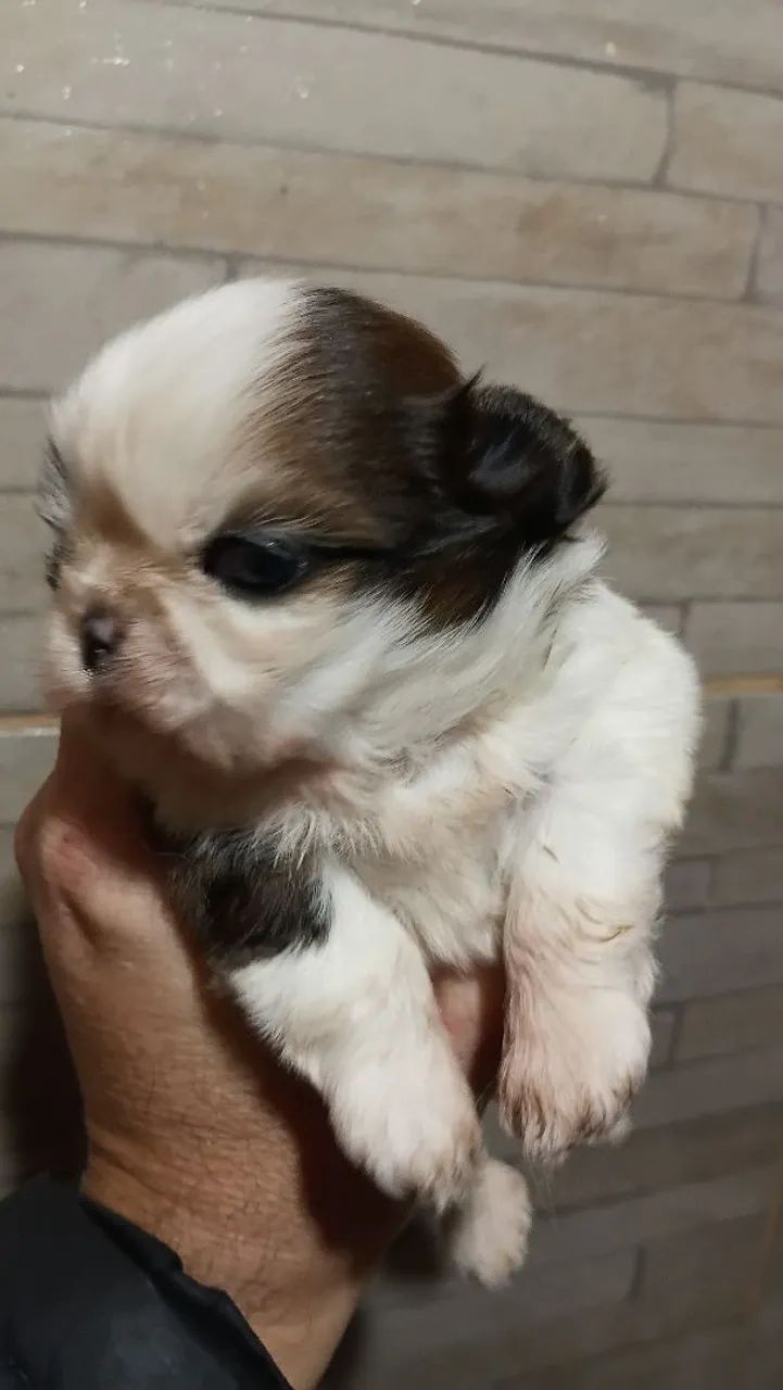 Shihtzu macho disponível  - Foto 2