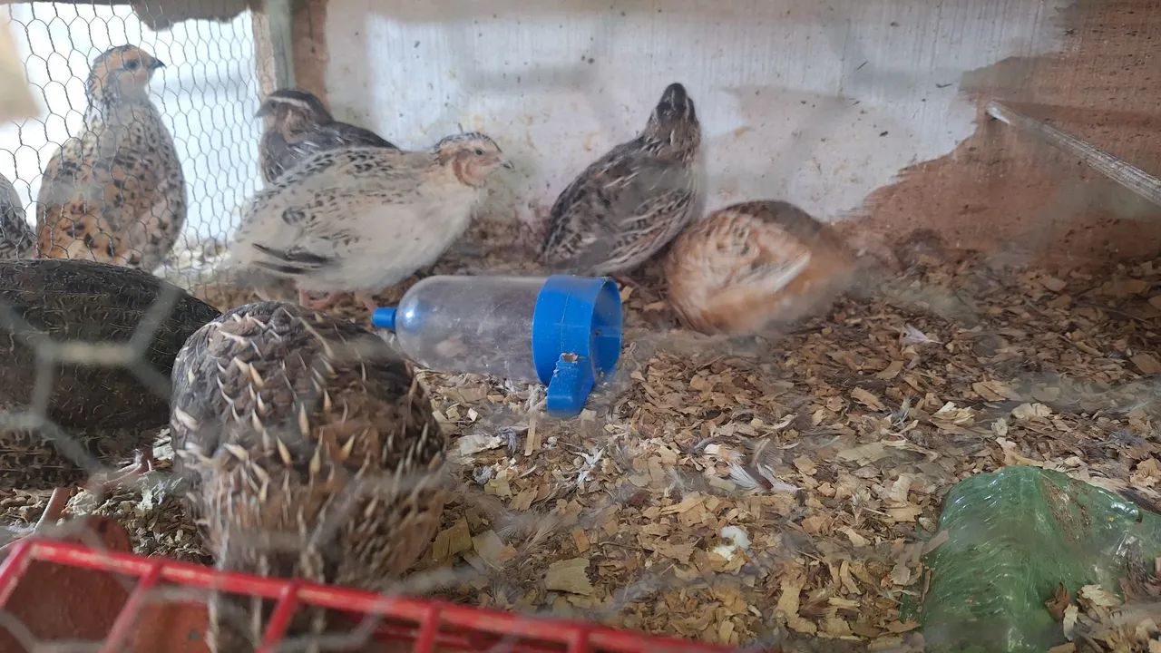 Codorna - Foto 2